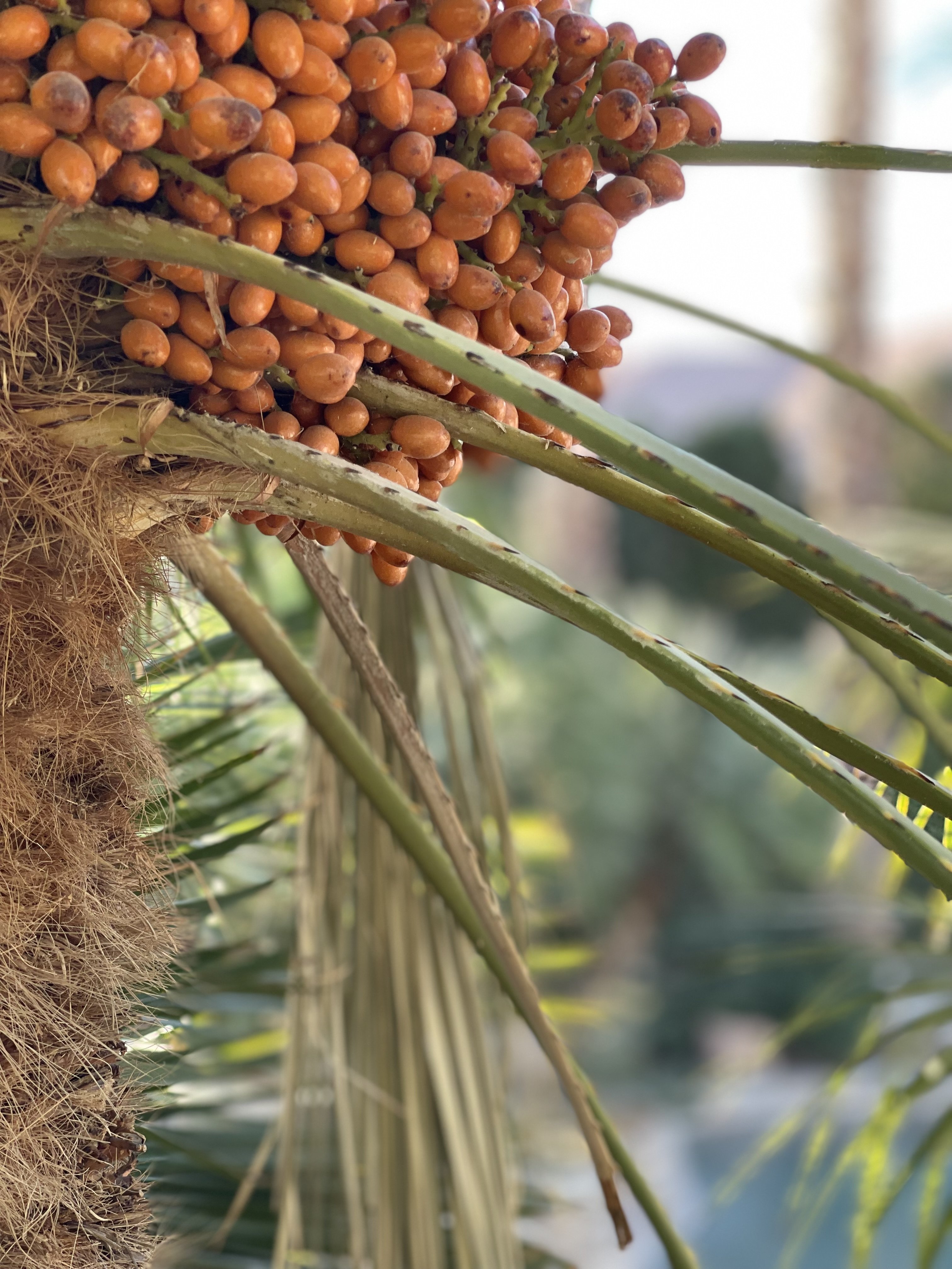 Palm Date Tree