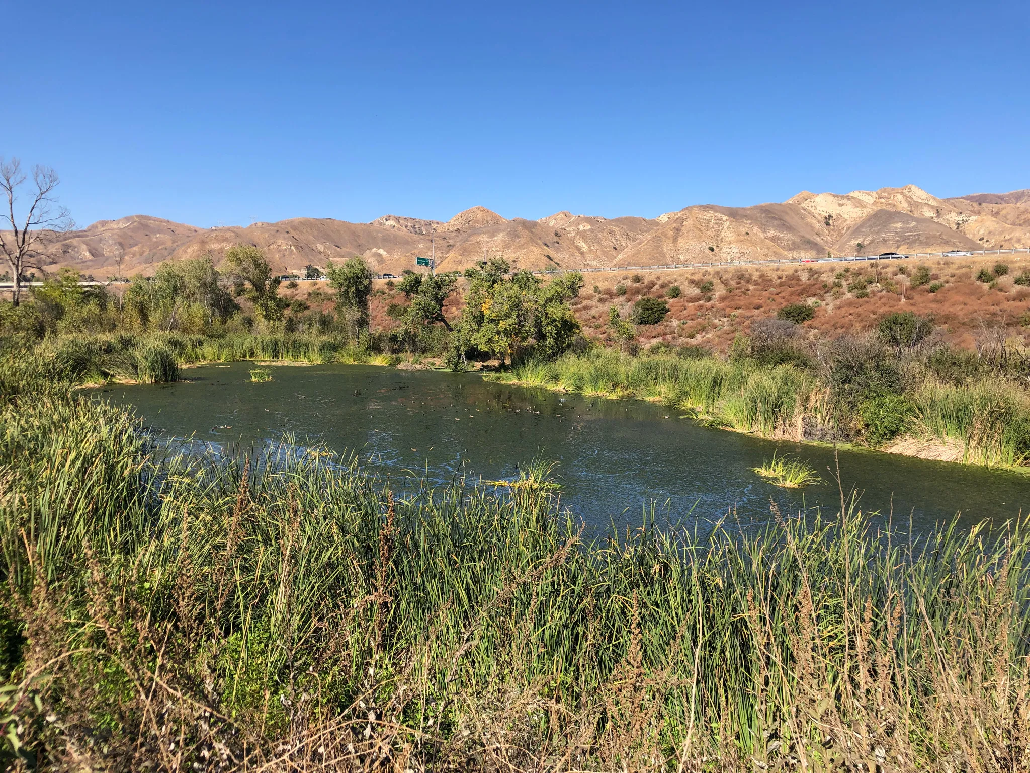 Tujunga Ponds Loop - Tujunga Ponds Wildlife Sanctuary